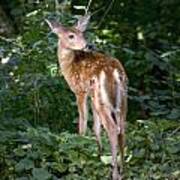 Whitetail Deer Fawn Poster