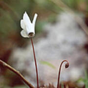 Wild Cyclamen In Crete Poster