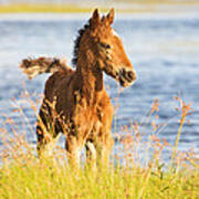 Wild Foal Poster