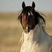 Wild Mustang Band Stallion Poster