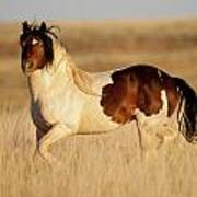 Wild Mustang Stallion Poster