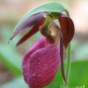 Wild Pink Lady Slipper Orchid Poster
