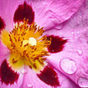 Wild Rose After Rain Poster