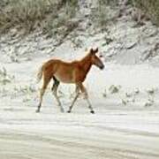 Wild Spanish Mustang Foal Of The Outer Banks Of North Carolina Poster