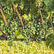 Willow Creek Grapes Poster