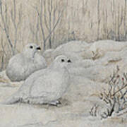 Willow Ptarmigans Poster