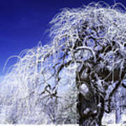 Winter Tree -2 Poster
