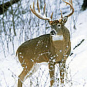 Winter Whitetail Poster