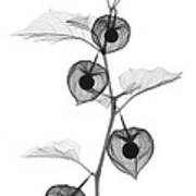 X-ray Of Chinese Lantern Plant Poster