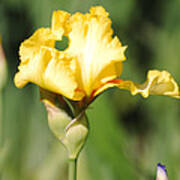 Yellow And White Iris Poster