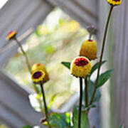 Yellow Cone Flowers Poster