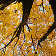 Yellow Fall Trees Prints Autumn Leaves Poster