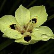 Yellow Iris With Rain Drops Poster