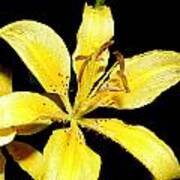 Yellow Lily By Night Poster