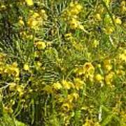 Yellow Mesquite Poster