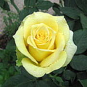 Yellow Rose Poster