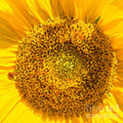 Yellow Sunflower With Ladybug - Square Format Poster