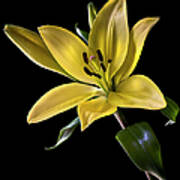 Yellow Tiger Lily Poster
