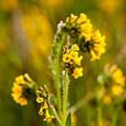 Yellow Wildflower Poster