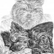 Yorkie - Yorkshire Terrier Dog Print Poster