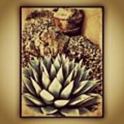 Young Agave Poster