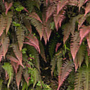 Young Ferns In Temperate Forest, Ecuador Poster
