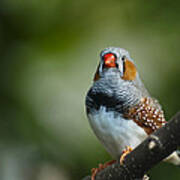 Zebra Finch Taeniopygia Guttata Ii Poster