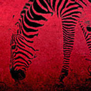 Zebra On Red Poster