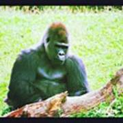 #zoo #wildlife #gorilla #ape #summer Poster