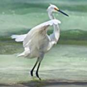 A Snowy Egret (egretta Thula) At Mahoe #1 Poster