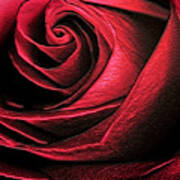 Abstract Rose #1 Poster