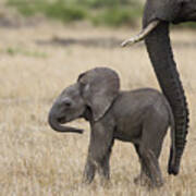 African Elephant Mother And Under 3 Poster
