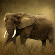African Elephant #1 Poster