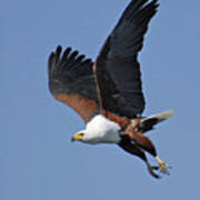 African Fish Eagle Poster