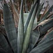 Agaves Plant #1 Poster