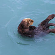 Alaska Sea Otter #1 Poster