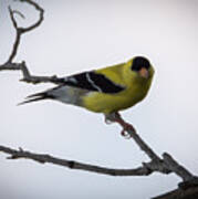 American Goldfinch   #1 Poster