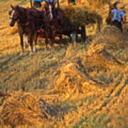Amish Boys Wheat Harvest  #2 Poster