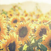 Among The Sunflowers #1 Poster
