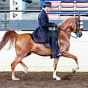 Arabian Show Horse 4 #1 Poster