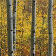 Aspen In Autumn At Mcclure Pass #1 Poster