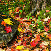 Autumn Monongahela National Forest #1 Poster