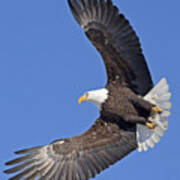 Bald Eagle In Flight #1 Poster