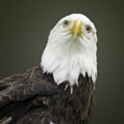 Bald Eagle Poster