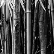 Bamboo Black And White #1 Poster