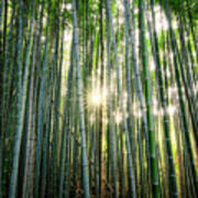 Bamboo Forest At Arashiyama #1 Poster