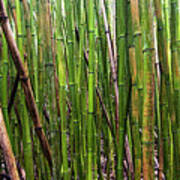 Bamboo #1 Poster