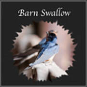 Barn Swallow #1 Poster