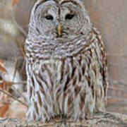 Barred Owl #1 Poster