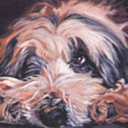 Bearded Collie #3 Poster